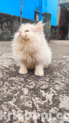 Persian cat